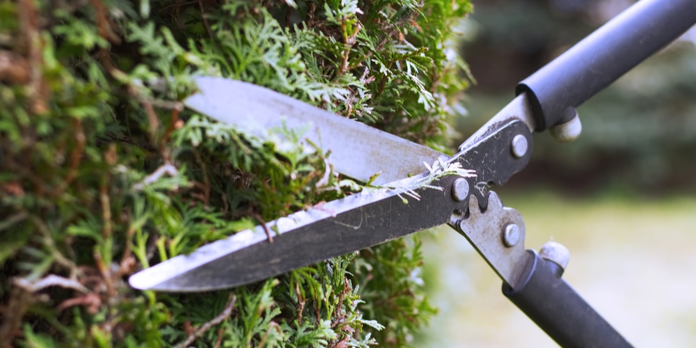 cut yard with hedge trimmers instead of mower