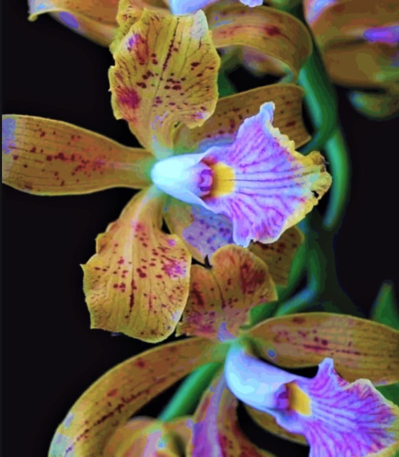 Shenzhen Nongke orchid