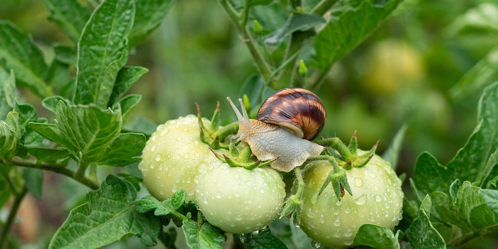How to Get Rid of Snails to Slugs on Tomatoes