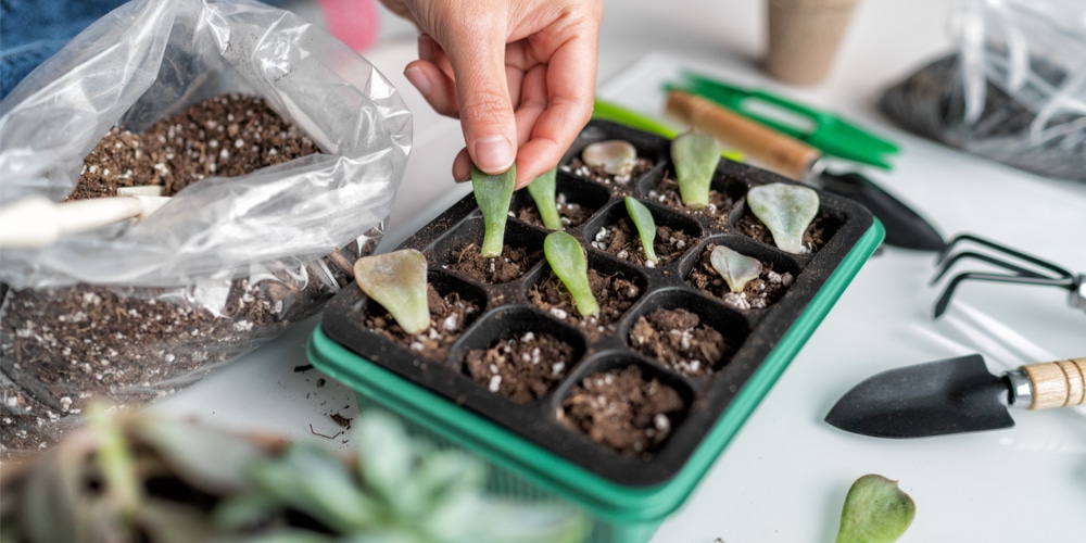 Succulent Leaves do grow back