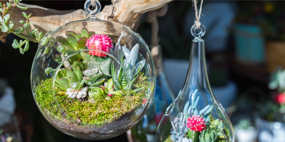 How to Plant Succulent in Glass Container