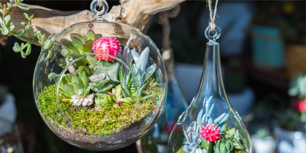 Plants in a Glass Container