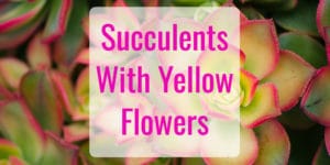 Succulents with Yellow Flowers