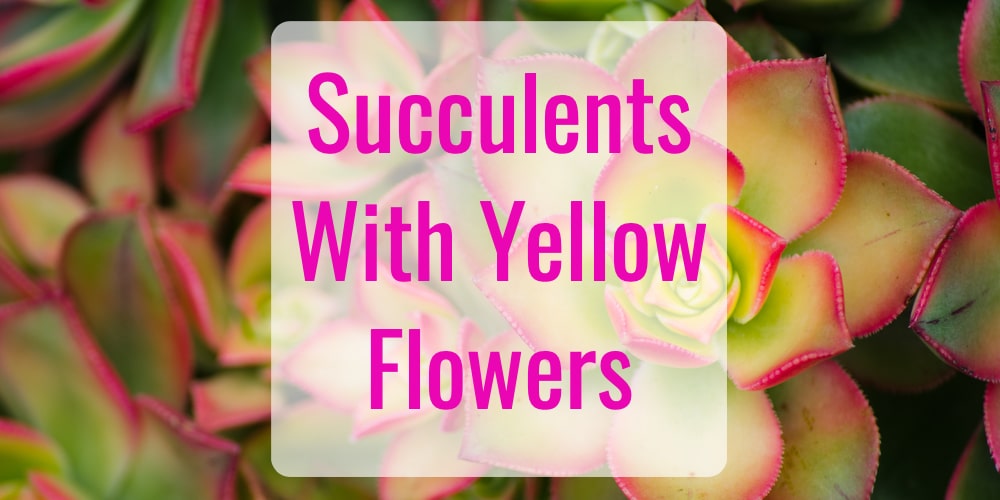 9 Best Succulents with Yellow Flowers - GFL Outdoors