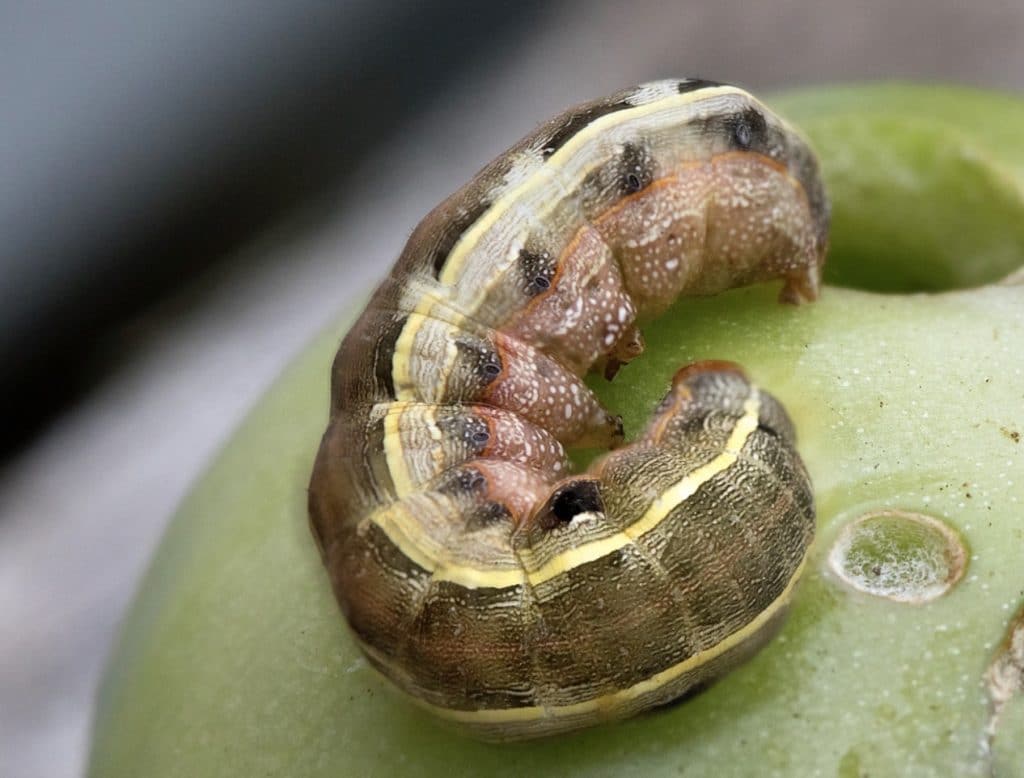 Black Worms on Tomato