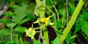 should you pinch off the first flowers on tomato plants