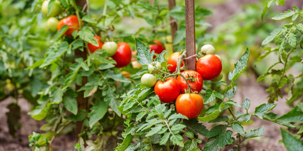 Grow Tomato with Thick Stems