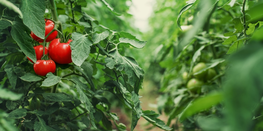 How to get rid of black bugs on tomatoes