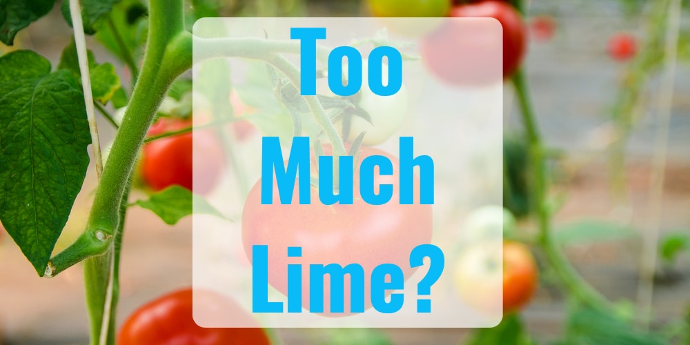 How Much Lime to Use Around Tomato Plants Expert Tips Fruit Faves