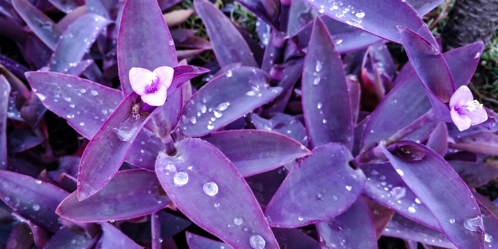 Tradescantia Pallida with Purple Flowers