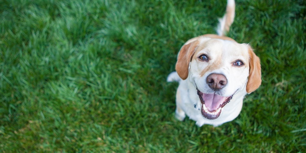 my dog walked on grass with pesticide