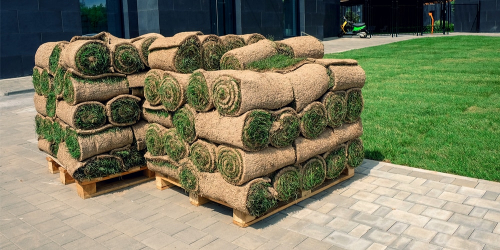 How to Keep Turf Rolls Alive Caring for them After Purchase