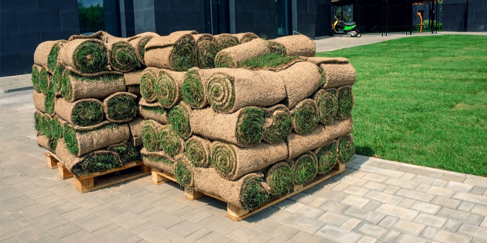 How to keep turf rolls alive