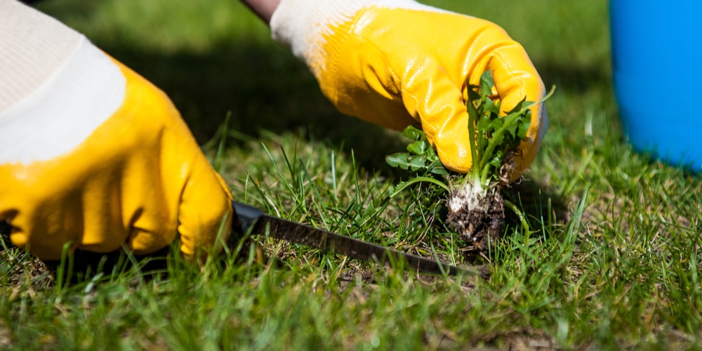 Dealing with weeds