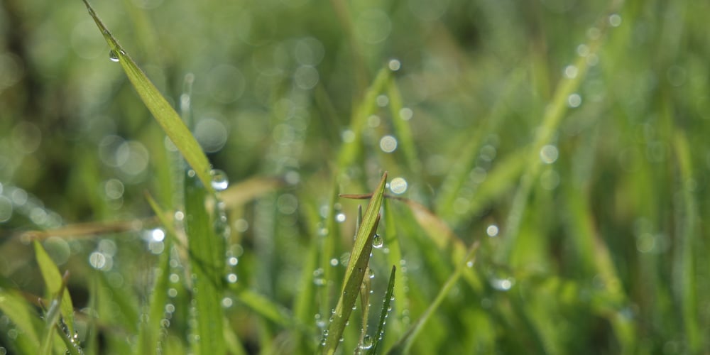 How long for grass to dry