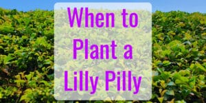 When to Plant a Lilly Pilly