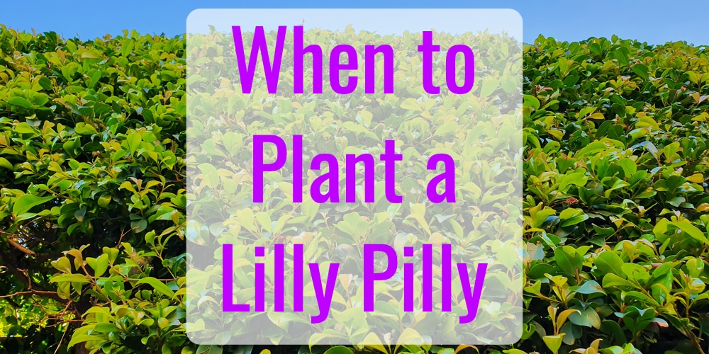 Best Time of Year to Plant a Lilly Pilly GFL Outdoors