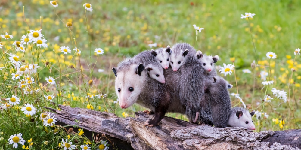 can opossum climb trees