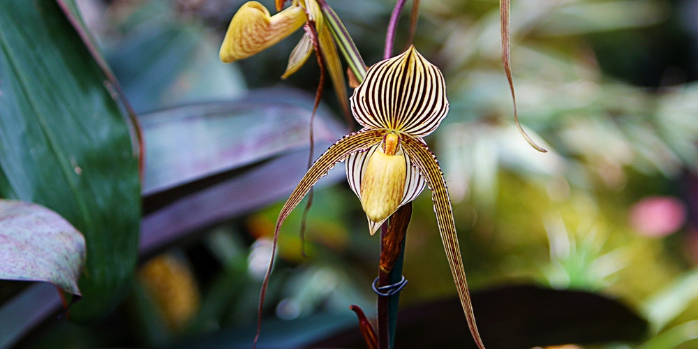 Most Expensive Orchids