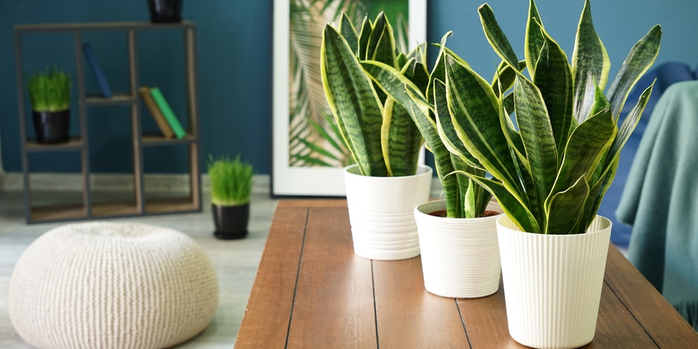 transplanting a snake plant