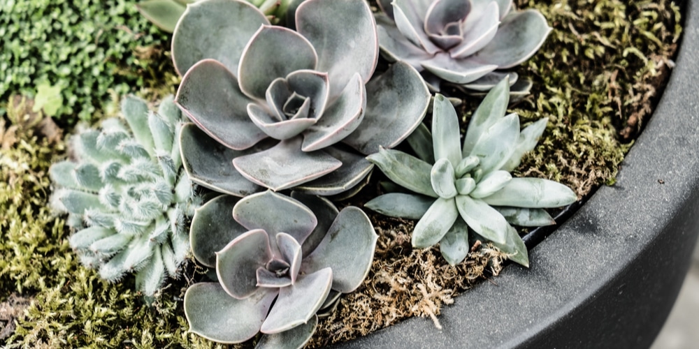 care for succulents to keep them from dropping leaves
