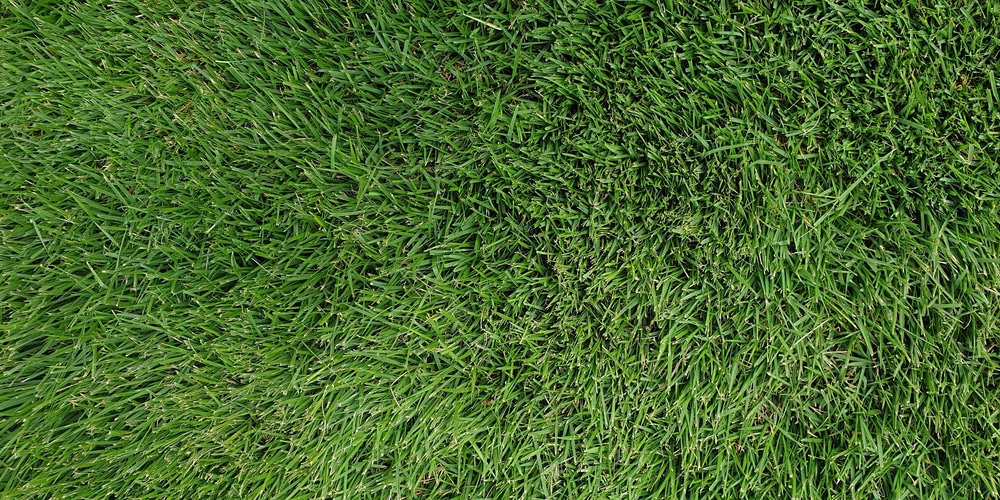 Zoysia is a grass that stays green in winter