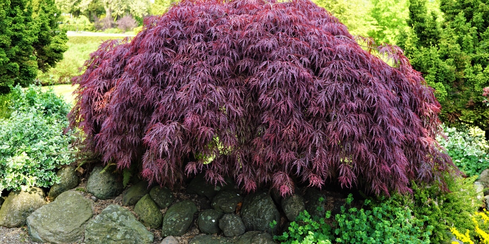 Acer palmatum dissectum has very red leaves