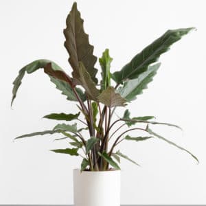 Alocasia Lauterbachiana