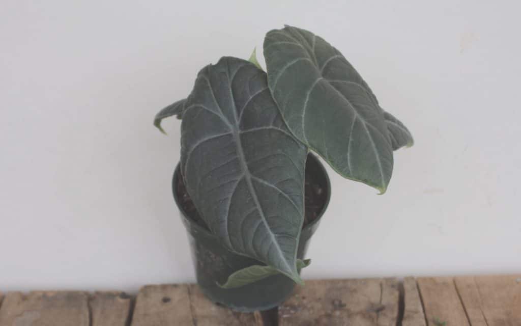 Alocasia Maharani