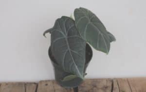 Alocasia Maharani