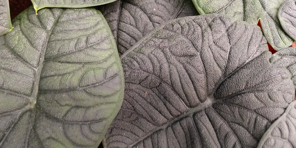 elephant ear plant flowering