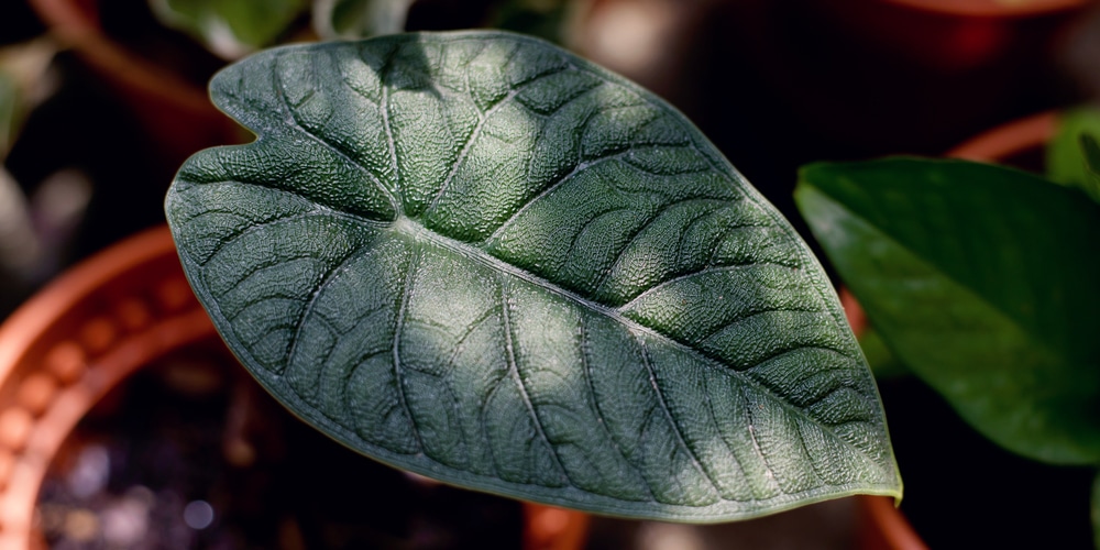 Alocasia Melo