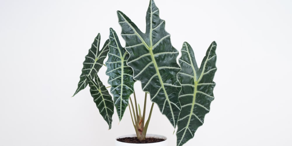 Alocasia Polly