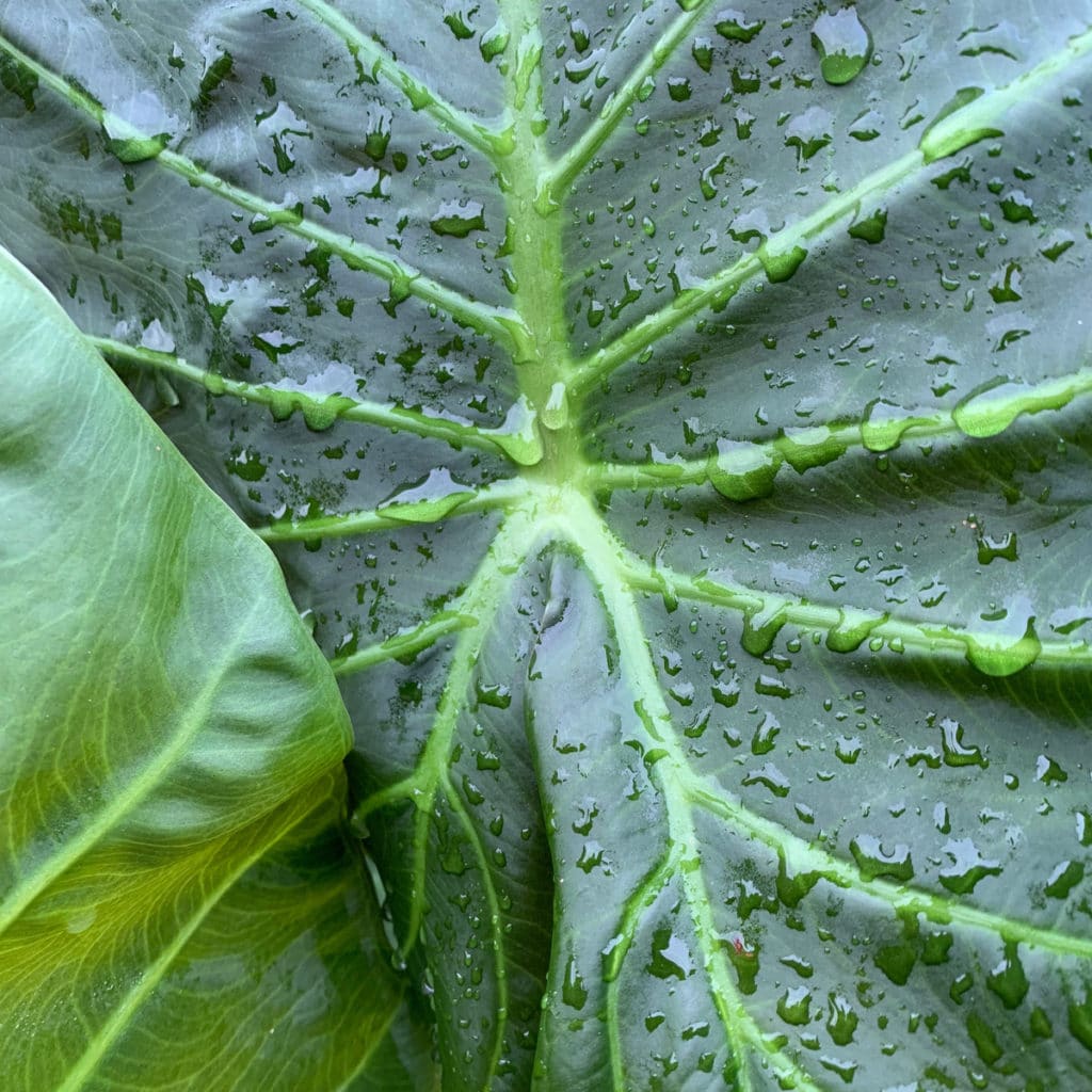 Alocasia Regal Shield Care