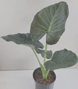 Alocasia Regal Shield Plant