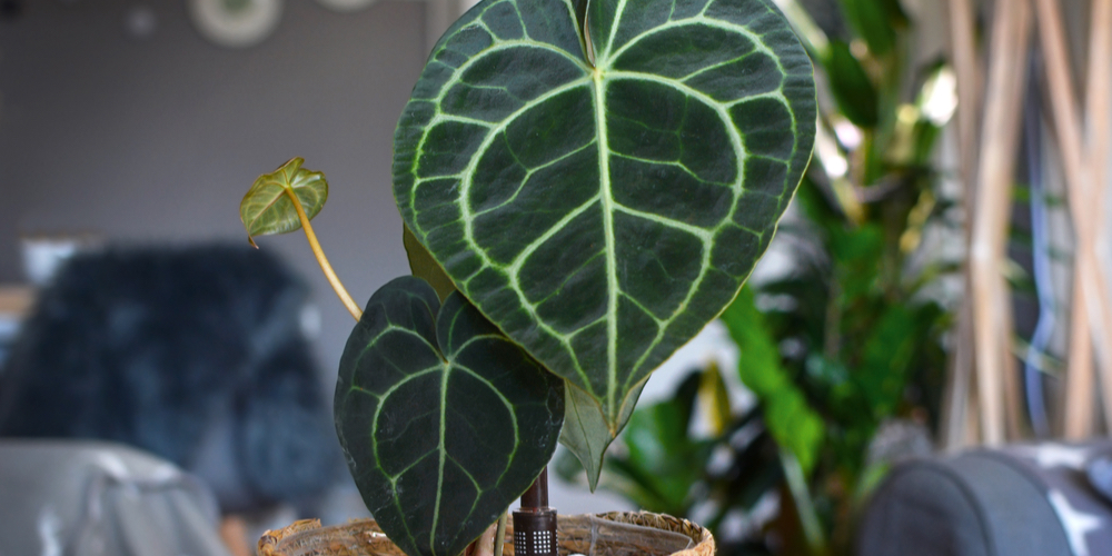 Caring for Anthurium Clarinervium