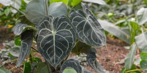 Anthurium Clarinervium Information