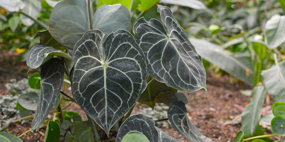 Anthurium Clarinervium Information