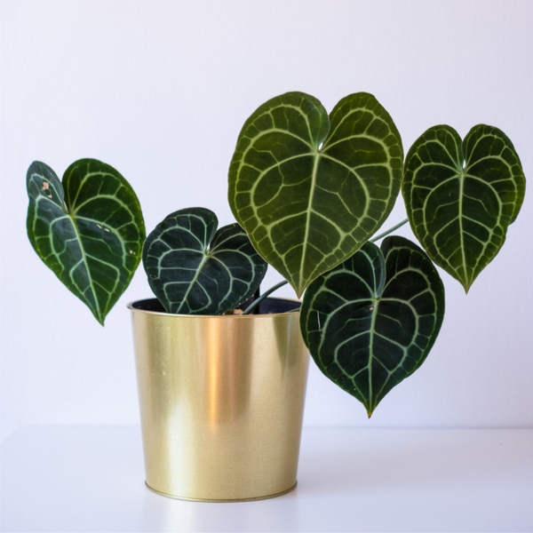 Anthurium Clarinervium