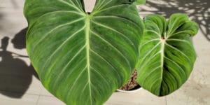 Anthurium Gloriosum