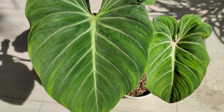 Anthurium Gloriosum: What it is, and How to Care for It - GFL Outdoors