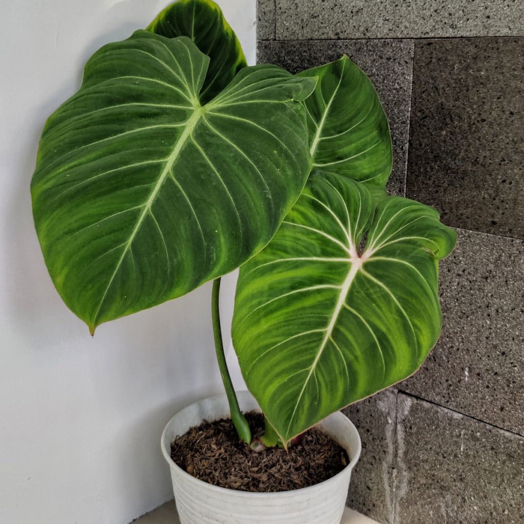 Anthurium Gloriosum Care