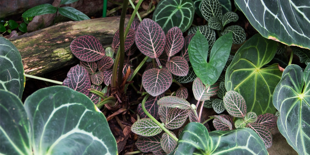 Anthurium magnificum care