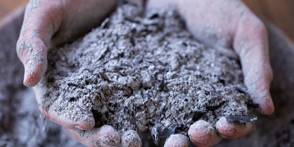 Using Charcoal Ash on Plants