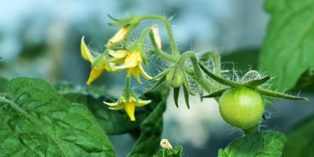 should you pinch off the first flowers on tomato plants