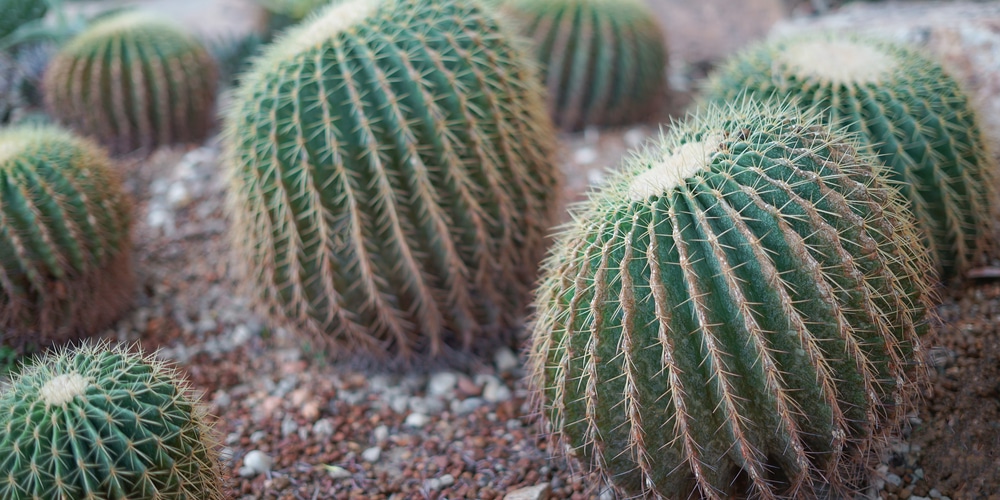 Barrel Cactus