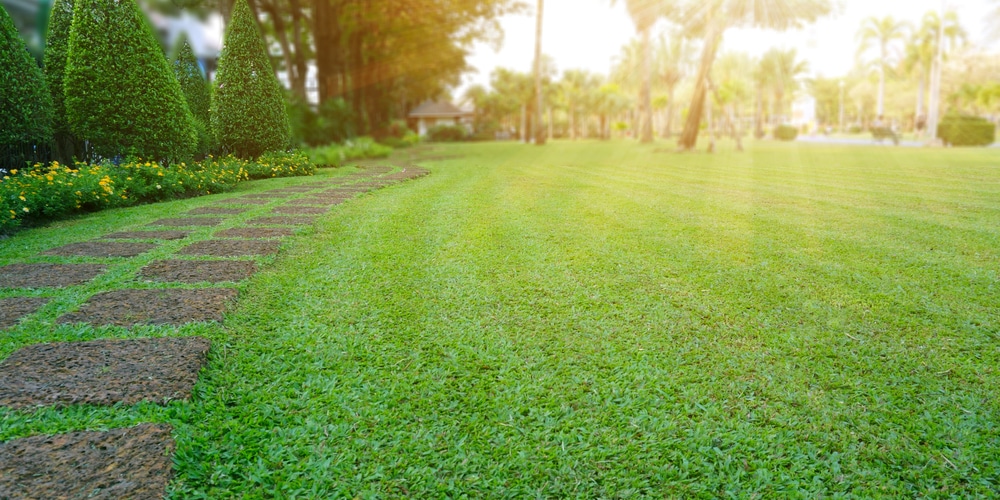 Zoysia and Fescue Comparison