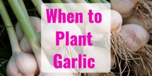 Best Time to Plant Garlic