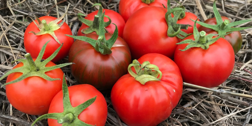 Black Vernissage Tomato