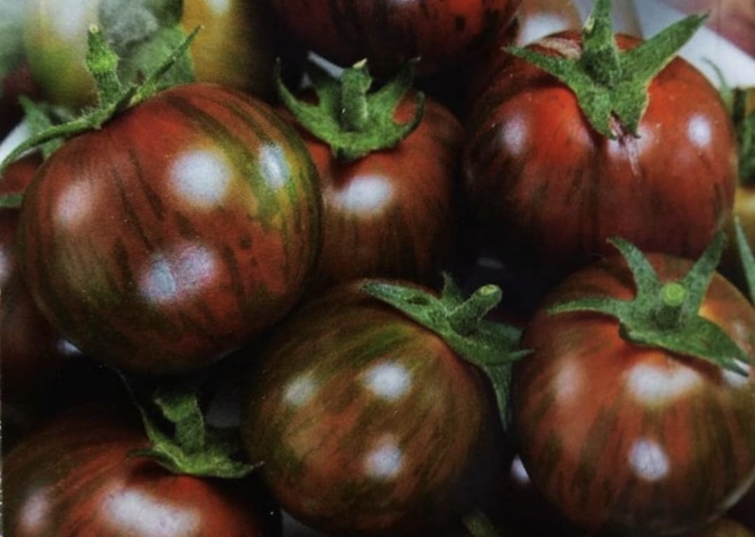 When To Plant Tomatoes In Zone 9 Growers Guide GFL Outdoors